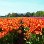 Most Beautiful Springtime Destinations in the World