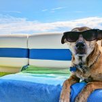 Pet Air Travel: How to Travel With Pets