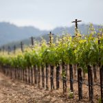 Amazing Wineries in the USA for Your Next Tour